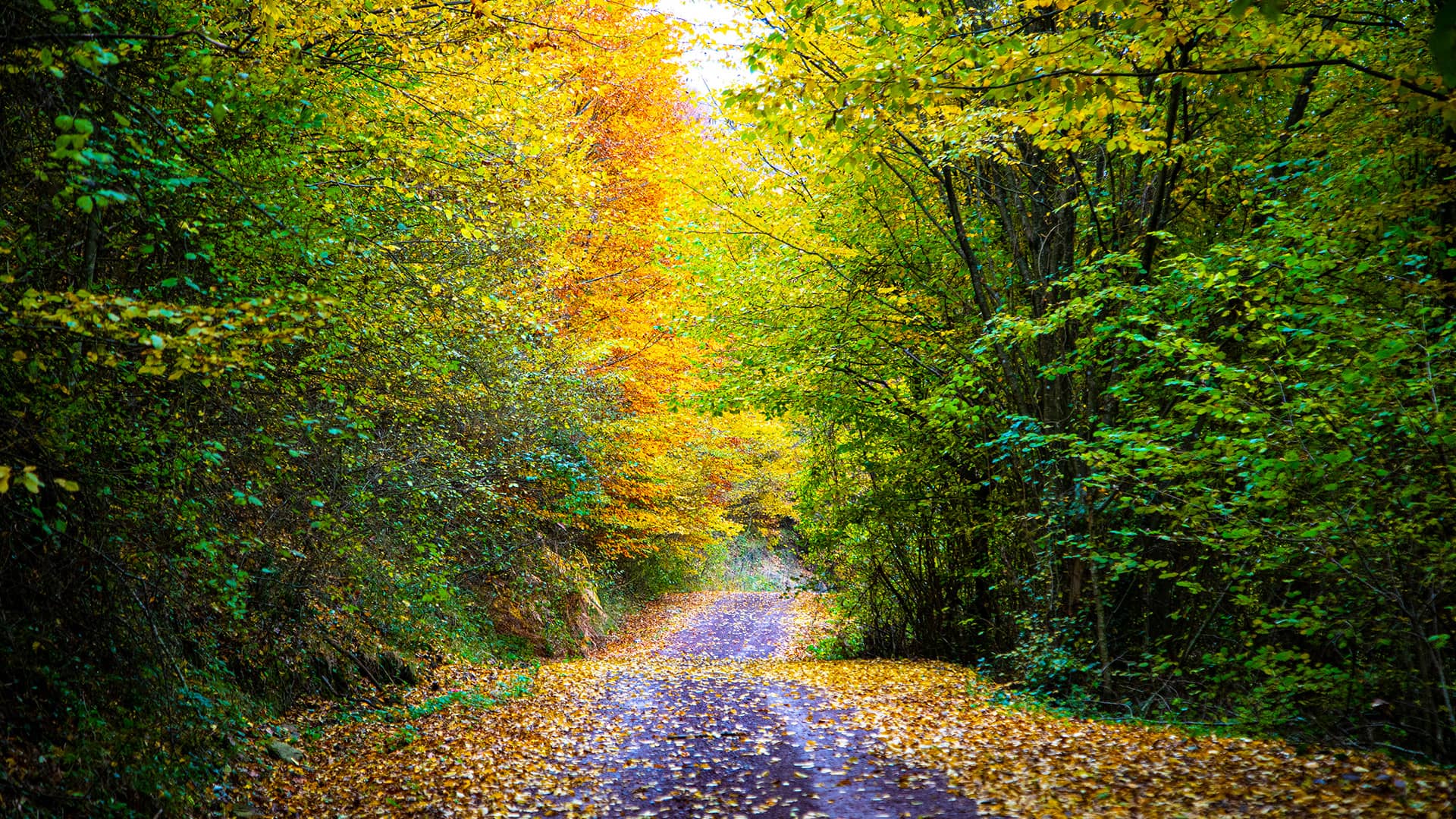 2-Day Autumn Photography Route in İstanbul header